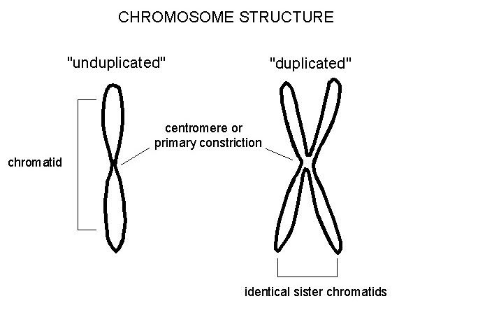 Chromatin And Chromatid