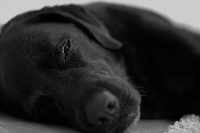 IMAGE: http://i60.photobucket.com/albums/h1/ck00g/IMG_3819.jpg