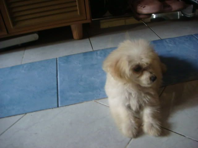 Straight Hair Poodle Poodle Forum