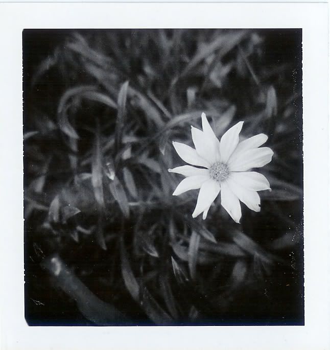 Holga 3 Pictures, Images and Photos
