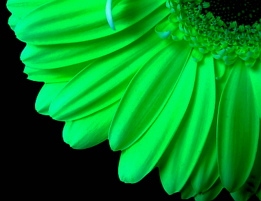 green-flower.png Photo by cutterangel3233 | Photobucket