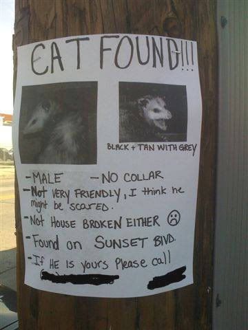 [Image: Cat_Found.jpg]