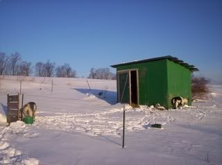 Finally!  And now some serious questions. - Goats