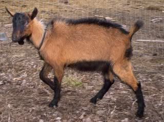 Registered Oberhasli Buck for sale - Goats