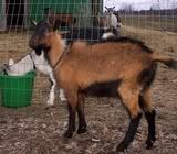 Registered Oberhasli Buck for sale - Goats