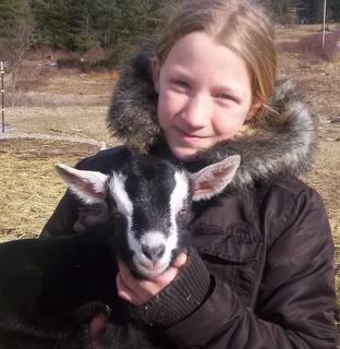 Alpine doelings & Oberhasli doe in milk with doeling available - Goats