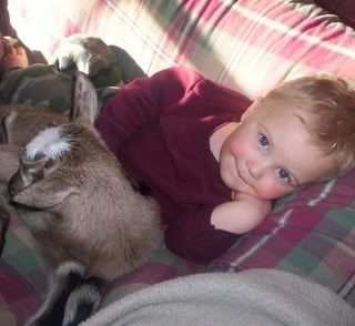 Alpine doelings & Oberhasli doe in milk with doeling available - Goats