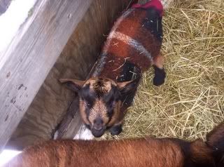 Alpine doelings & Oberhasli doe in milk with doeling available - Goats