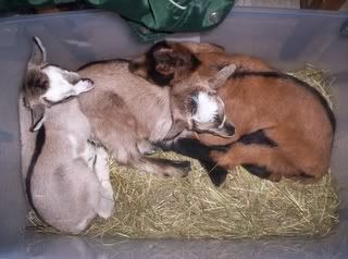 Alpine doelings & Oberhasli doe in milk with doeling available - Goats