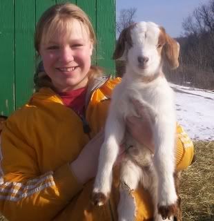 Alpine doelings & Oberhasli doe in milk with doeling available - Goats