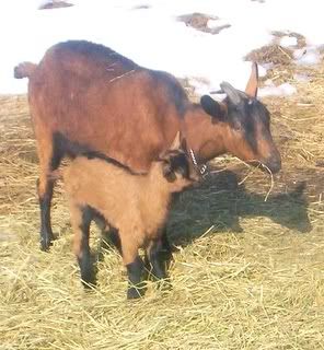 Alpine doelings & Oberhasli doe in milk with doeling available - Goats