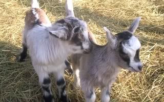 Alpine doelings & Oberhasli doe in milk with doeling available - Goats