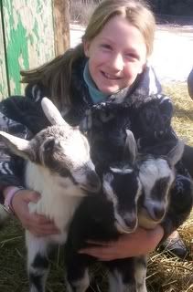 Alpine doelings & Oberhasli doe in milk with doeling available - Goats