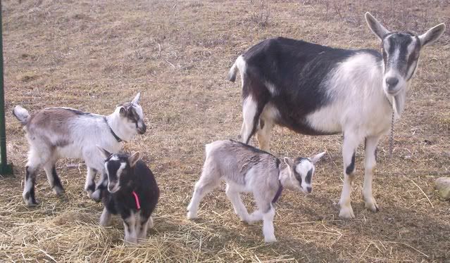 Reg. French Alpine doeling for sale - Goats