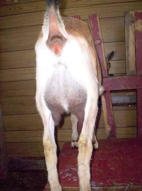 Reg. French Alpine doeling for sale - Goats