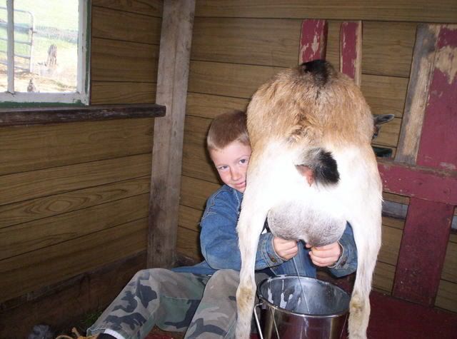 Kids learning to milk - Goats
