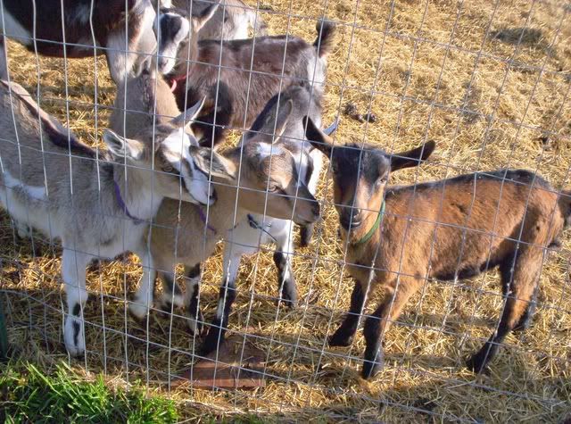 Kids learning to milk - Goats