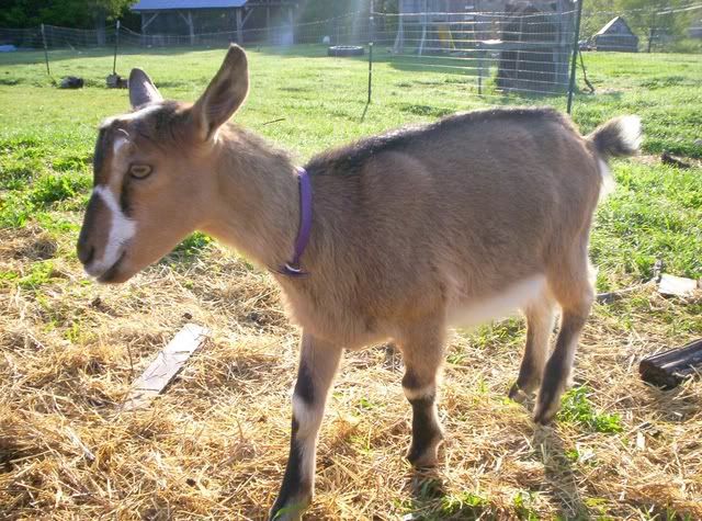 Kids learning to milk - Goats