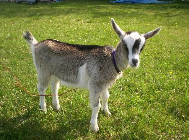 Reg. French Alpine doeling for sale - Goats