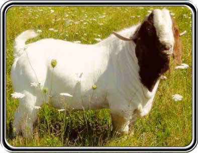 Enormous Goats - Goats