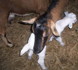 12 pound kid - Goats