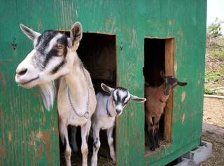 Finally!  And now some serious questions. - Goats