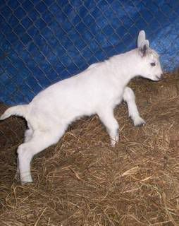 New kid on cold night (pic) - Goats