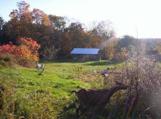 Finally!  And now some serious questions. - Goats