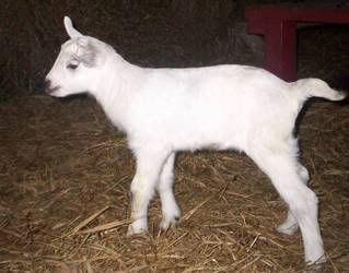 12 pound kid - Goats