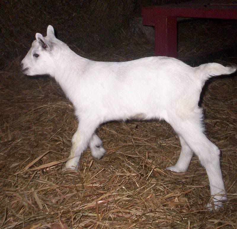 Wow!  That's a Big'un! - Goats