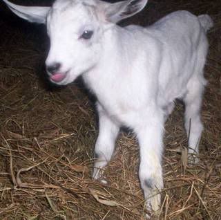 New kid on cold night (pic) - Goats