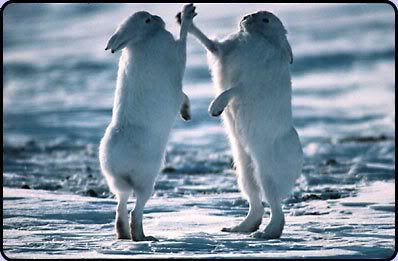 rabbits Pictures, Images and Photos