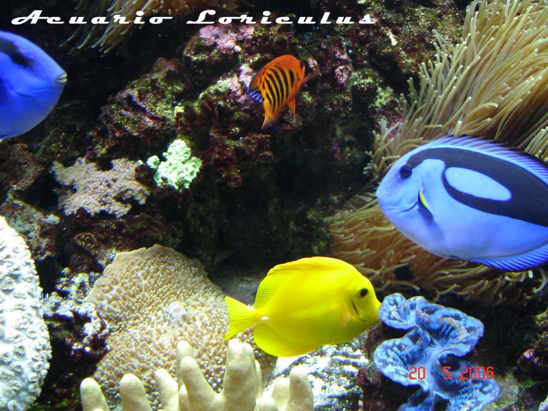 Peces
