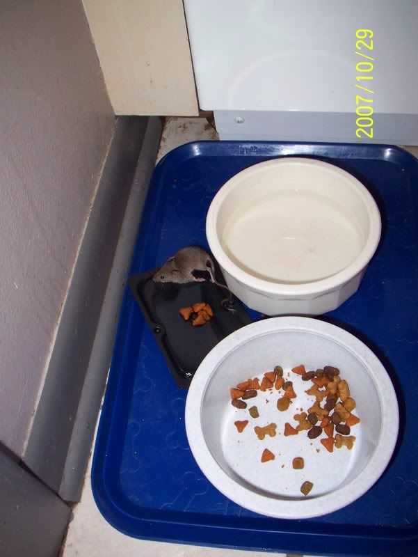 [Linked Image from i60.photobucket.com]