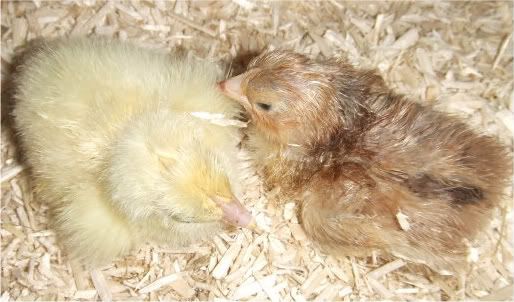 Chicks030409001-2.jpg