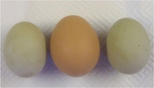 Greeneggs004-1.jpg