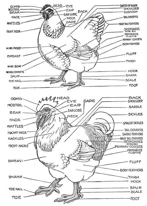 Chicken Brain Anatomy