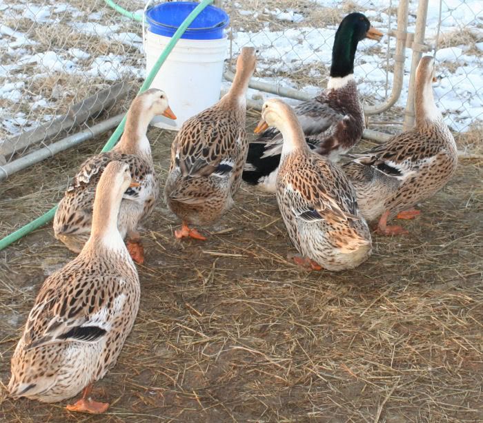 Silver Appleyard Ducklings