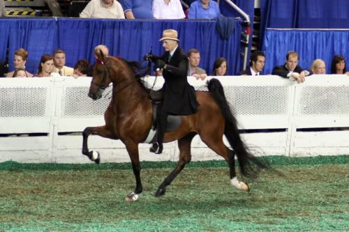 Don Harris Saddlebred