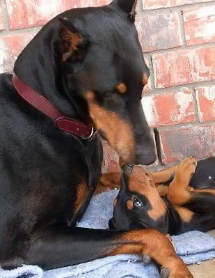 doberman_and_puppy1237989486.jpg