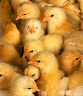 baby_chicks.jpg