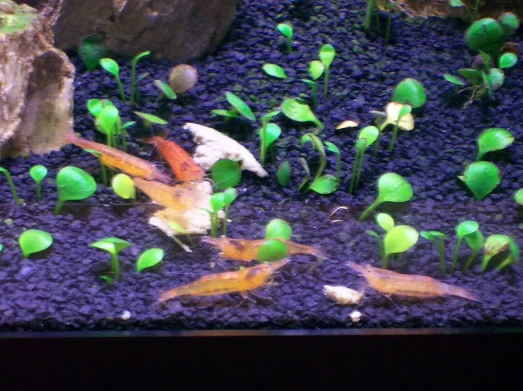 Caridina cf. propinqua (Orange Bee Shrimp) The Planted Tank Forum