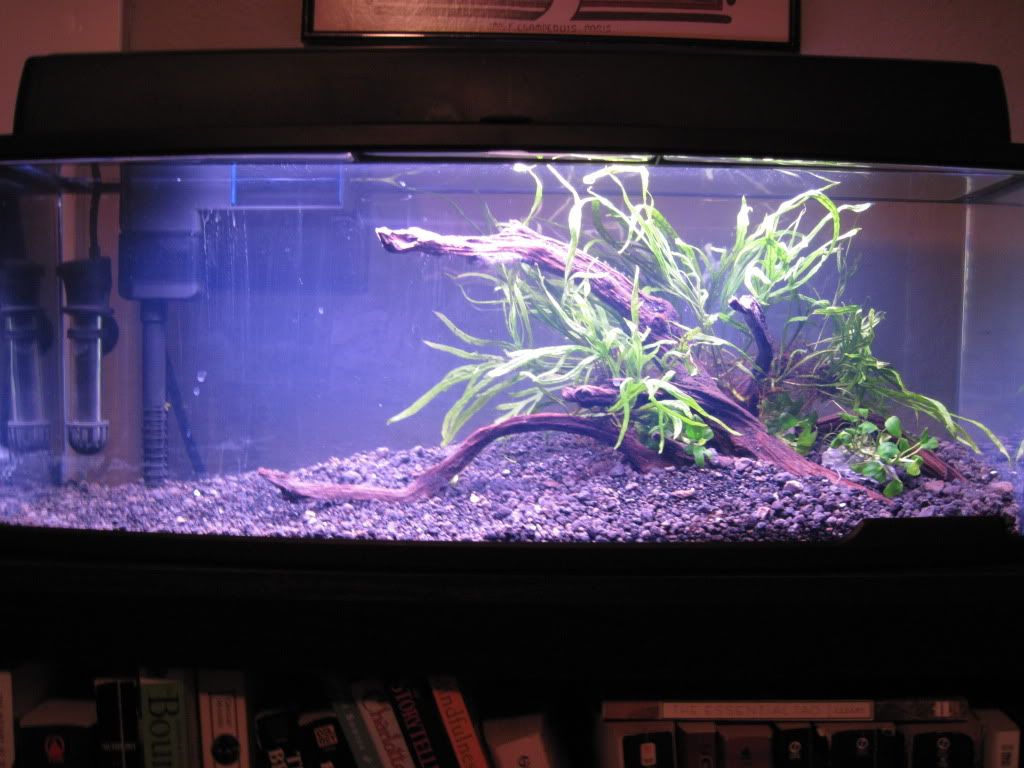 6.6 Gallon Bookshelf Aquarium The Planted Tank Forum