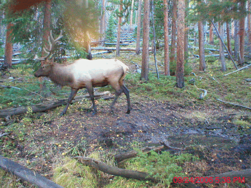 Last_Day_Bull_Elk.gif