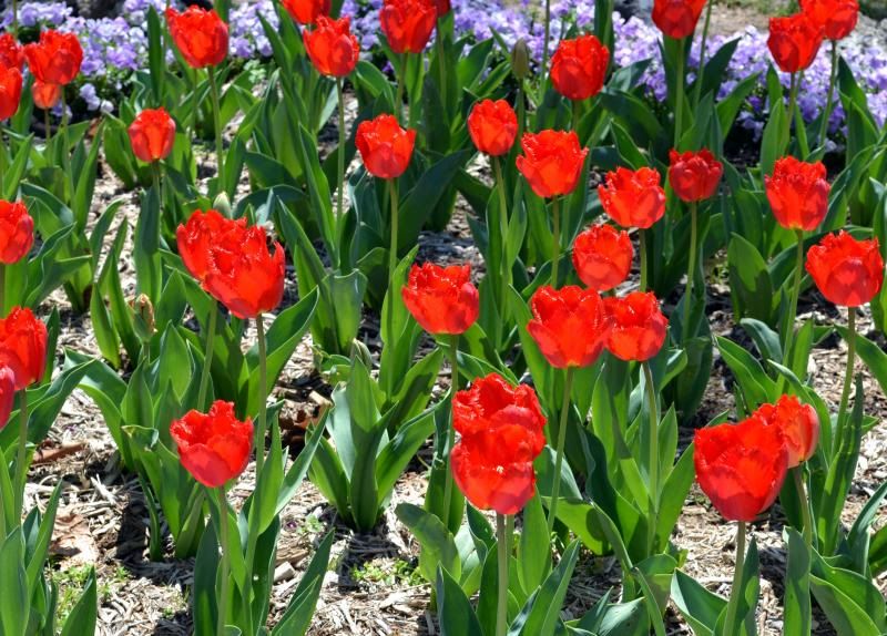 Flower9.jpg