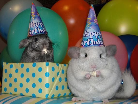 Chinchilla Party