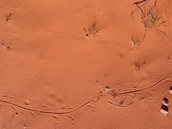Lizard Tracks