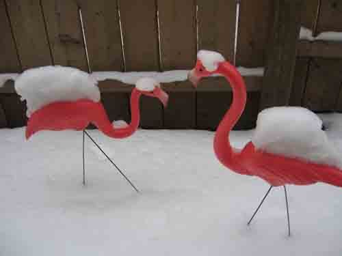 Flamingos in Snow