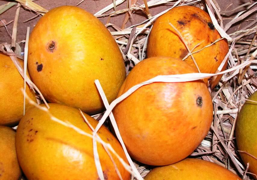 Ripe-mangoes