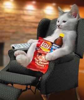 Kitty Couch potato Pictures, Images and Photos